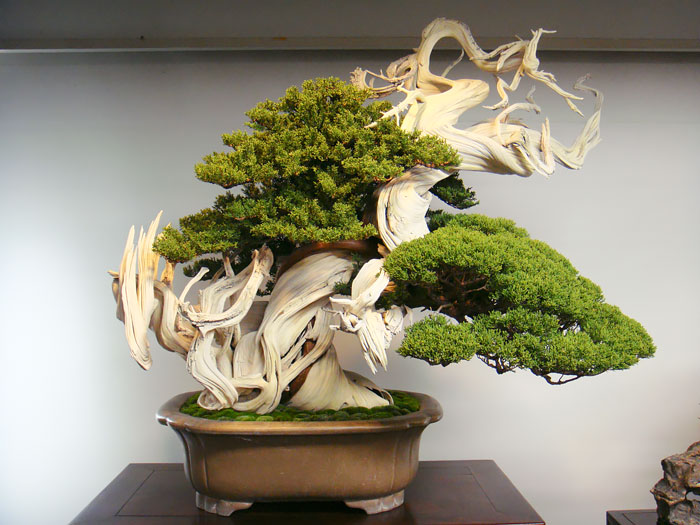 amazing-bonsai-trees-22-5710f3ab92e45__700